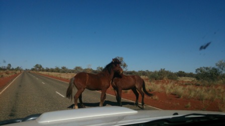 Wild horses in the Centre of Australia